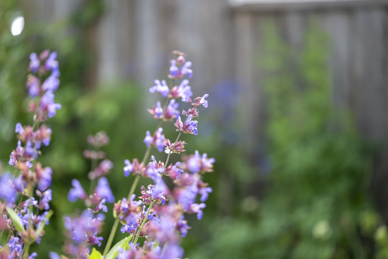 Fehrle-Stauden-Bild-011